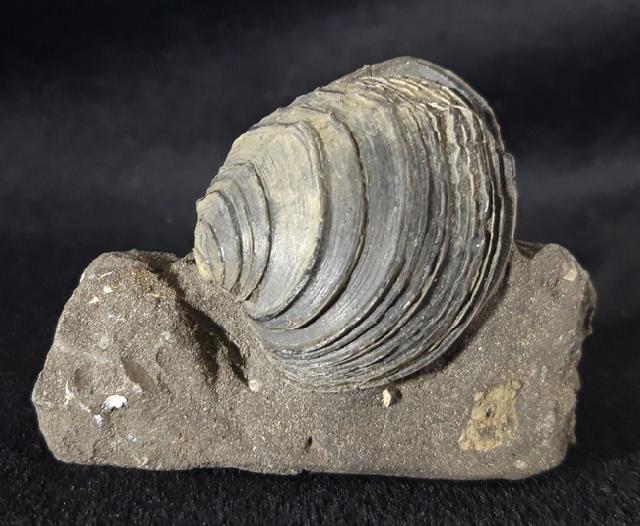 Circomphalus basteroti-taurinensis (SACCO 1900) - Bild &copy; FossNet FossilienStore